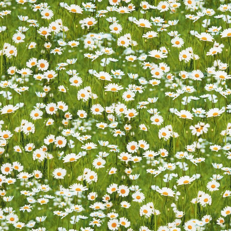Dekorationsstof Halvpanama tusindfryd-eng – græsgrøn/hvid,  image number 1